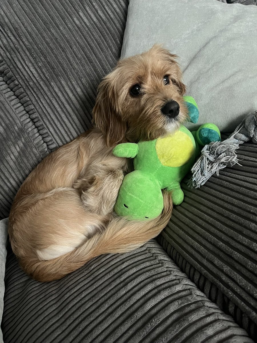 12 months the ago today we first got introduced to this little lunatic. Today he spends most of his days taking over the house. One of the best decisions we’ve ever made. He’s hard work sometimes but is most loving little ball of fluff we could have wished for ❤️🐶 <a href="/cavapooclub/">The Cavapoo Club GB</a>