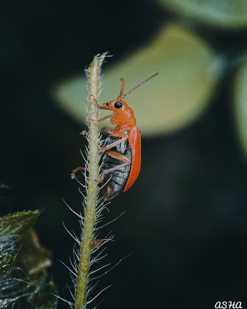 ash_sepuri's tweet photo. Aulacophora femoralis💚
:
:
Check out this post on Pindle
:
:
https://t.co/Gi570tXpou
:
:
@Pindle_India #pindle #pindleindia #cucurbitleafbeetle #apexelindia #macrophotography #shotoniphone @apexelindia https://t.co/wYgtjh7axF