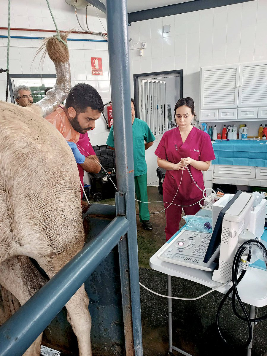 ovoclone's tweet photo. Nuestro equipo de #Ovohorse ha estado haciendo una #OPU en @Yeguada_Cartuja
¡Ha sido toda una experiencia, donde hemos conseguido 16 óvulos!
Ahora, toca madurarlos en el laboratorio para luego realizar la #ICSI.
https://t.co/XID6ytzYlw
#caballos #Yegua #ReproduccionEquina https://t.co/nGLMdgkUdP