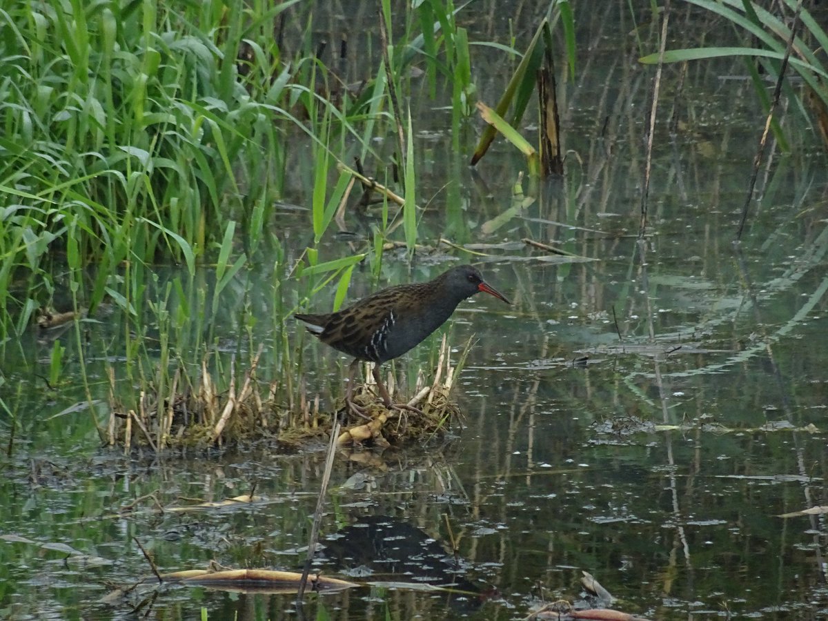 MWright2307's tweet photo. It seems I was lucky to catch this water rail with my camera yesterday. Thanks for the ID Nikki @RSPBRainham https://t.co/oXuqFXtTnQ