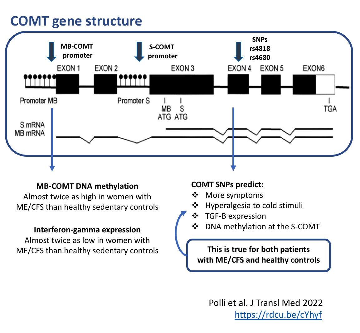 Our latest article on the genetics and epigenetics of ME/CFS is now published! <a href="/LANdreaSS/">Andrea Polli</a> et al. found that people with ME/CFS showed higher DNA methylation in MB-COMT and lower levels of IFN-y. Free full-text here: rdcu.be/cYhyf