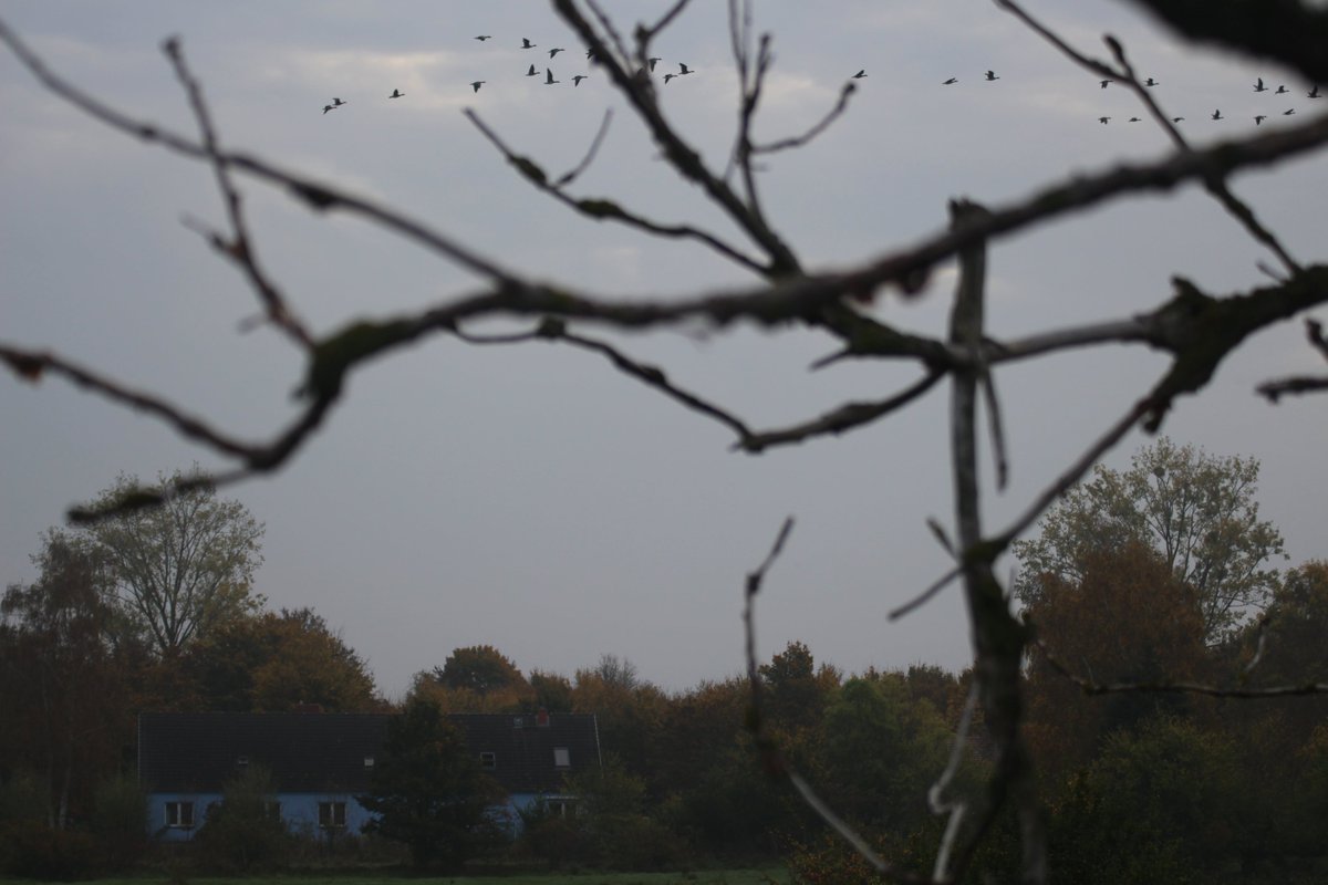 succow_stiftung's tweet photo. #Stimmung auf der #InselKoos: Neben Grau-, Bläss-, Saat- & Weißwangen|#gänse|n beobachten wir #Watvogelschwärme, #Kiebitze & #Goldregenpfeifer wirbeln über den #KarrendorferWiesen, #Singschwäne geben uns einen Vorgeschmack auf den #Winter. Werden wir bald #Zwergschwäne entdecken? https://t.co/odyLakxCsC