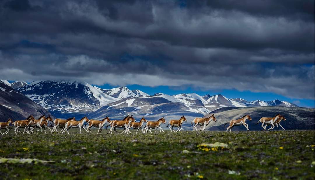 RONBupdates's tweet image. Breathtaking Photo of Kiang (Tibetan Wild ass) as seen in Limi Valley of Humla. Limi is also regarded as one of the Highland Wildlife Capital of Nepal. 

Pic. tashirghalephotography