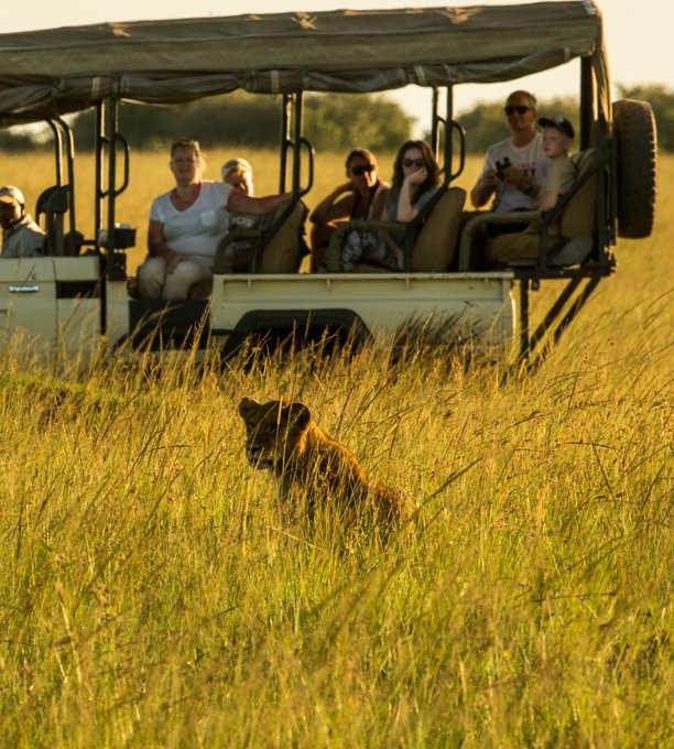 Kenya Parks (@kenyagameparks) on Twitter photo Maasai Mara has abundant wildlife with gentle grasslands ensuring that animals are never out of sight. Birds are prolific including immigrants, 450 bird species have been recorded.
For inquiries:
☎️ +254 – 748 717 387
📧 info@kenyaparks.co.ke
#masaimara #wildlife #safari Maasai Mara has abundant wildlife with gentle grasslands ensuring that animals are never out of sight. Birds are prolific including immigrants, 450 bird species have been recorded.
For inquiries:
☎️ +254 – 748 717 387
📧 info@kenyaparks.co.ke
#masaimara #wildlife #safari