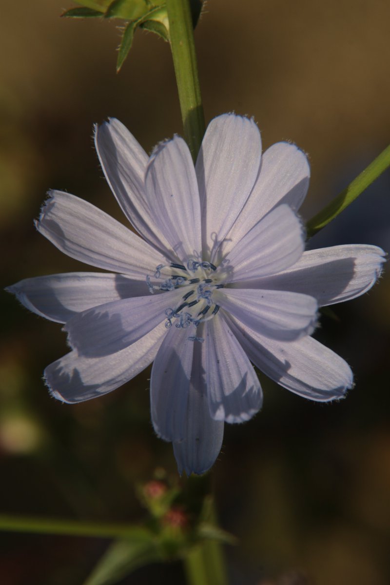 gontanokoneroku's tweet image. Chicory 😃