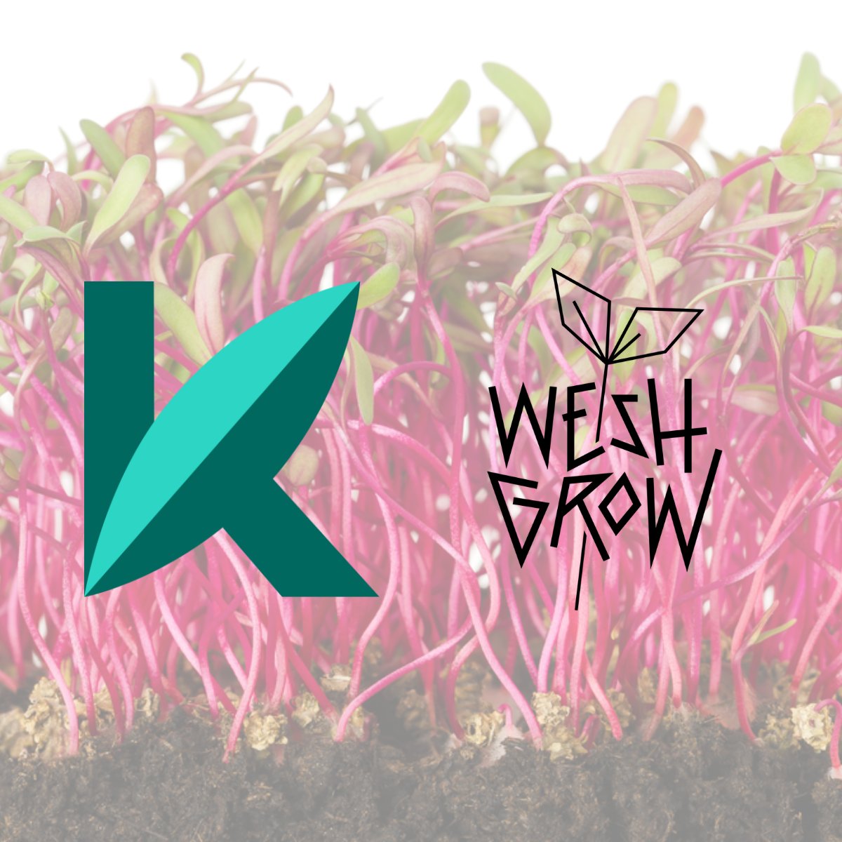 🤝 Kroptek is pleased to announce that Wesh Grow has joined as the latest addition to the Kroptek Network🤝

Find out all you need to know about the partnership below...

kroptek.com/blog/introduci…