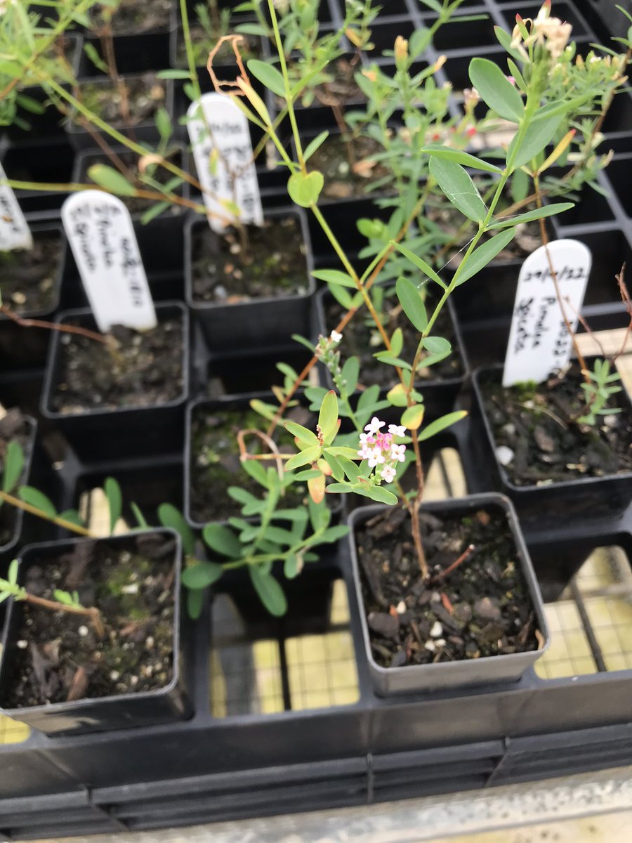 Excellent presentations today from the @ASBS_botany conference 🤘I was also able to visit some of the endangered species I’ve been working on in the @AustralianBG nursery which was awesome! 🌱