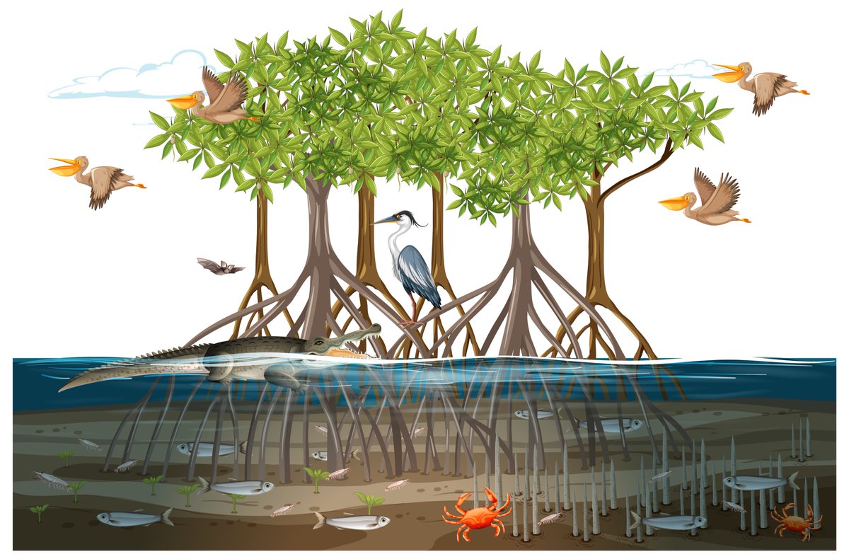 MangroveID's tweet photo. Mangroves as unique ecosystems, are declining at alarming level #ALERT #Mangroves #conservation https://t.co/Kxr8zhL3V2