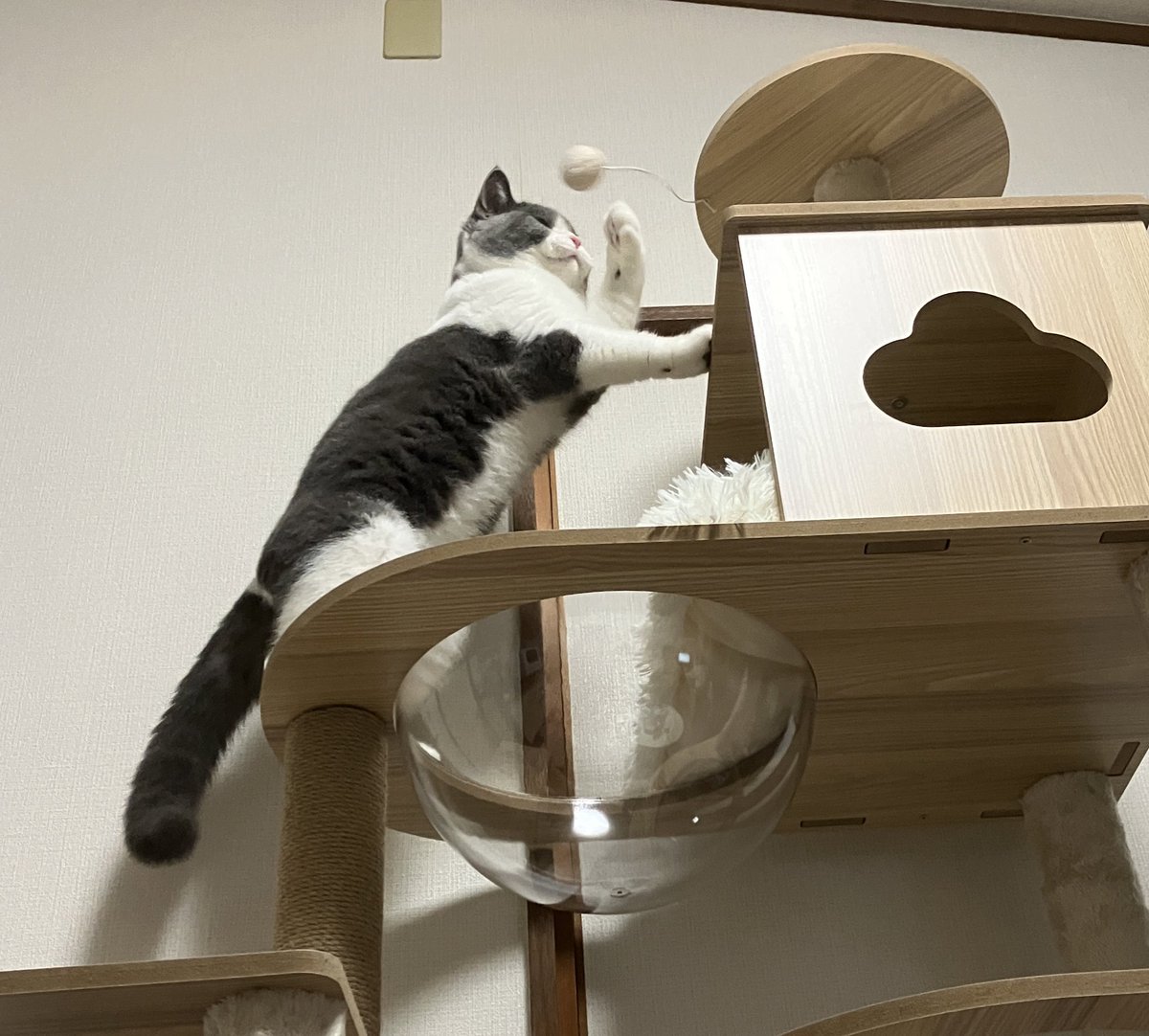 _rain0331's tweet photo. 新しいキャットタワー
お気に召したようです🐈♪

 #ブリティッシュショートヘア 
 #猫の居る暮らし https://t.co/bG4aX8yhOV