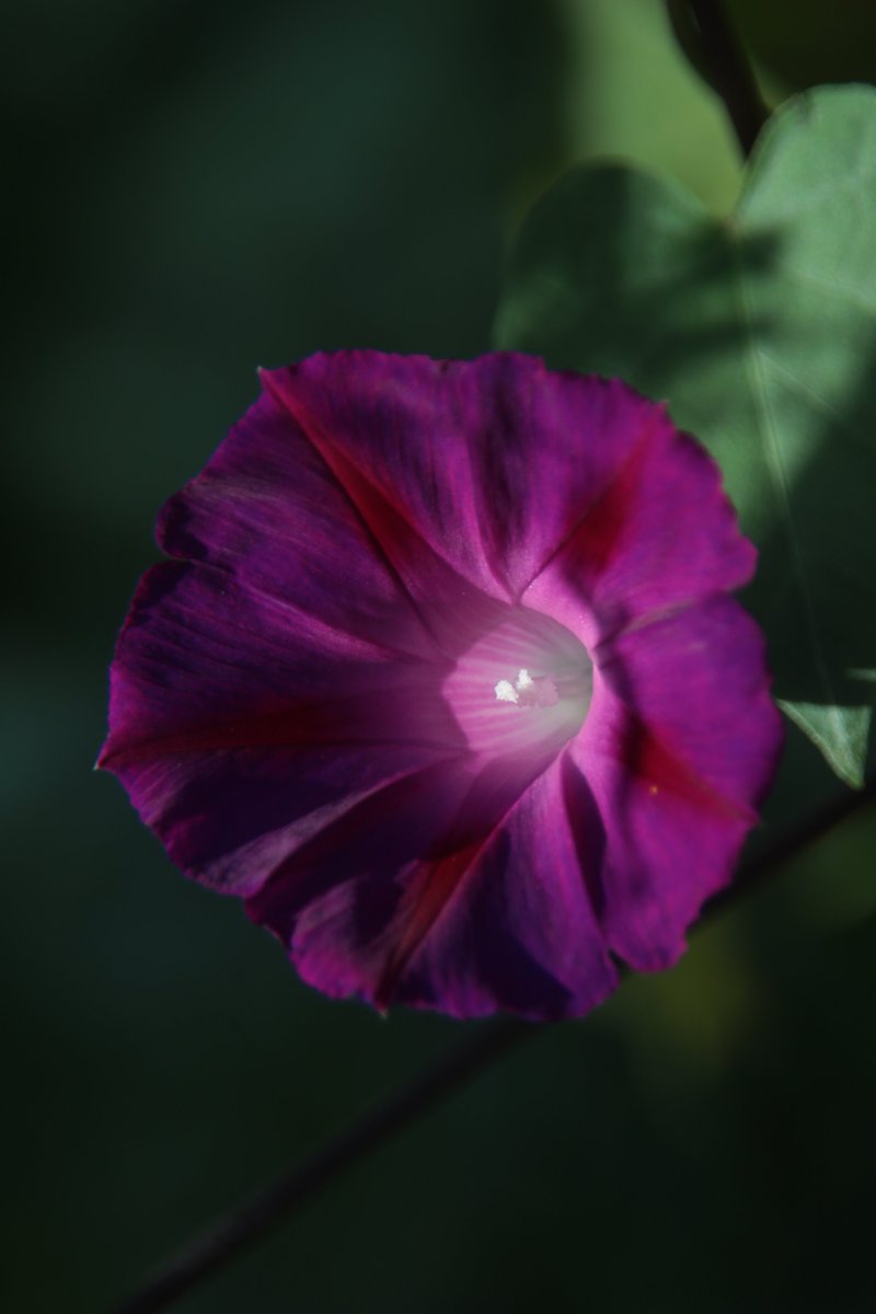 gontanokoneroku's tweet image. Morning glory ☺️