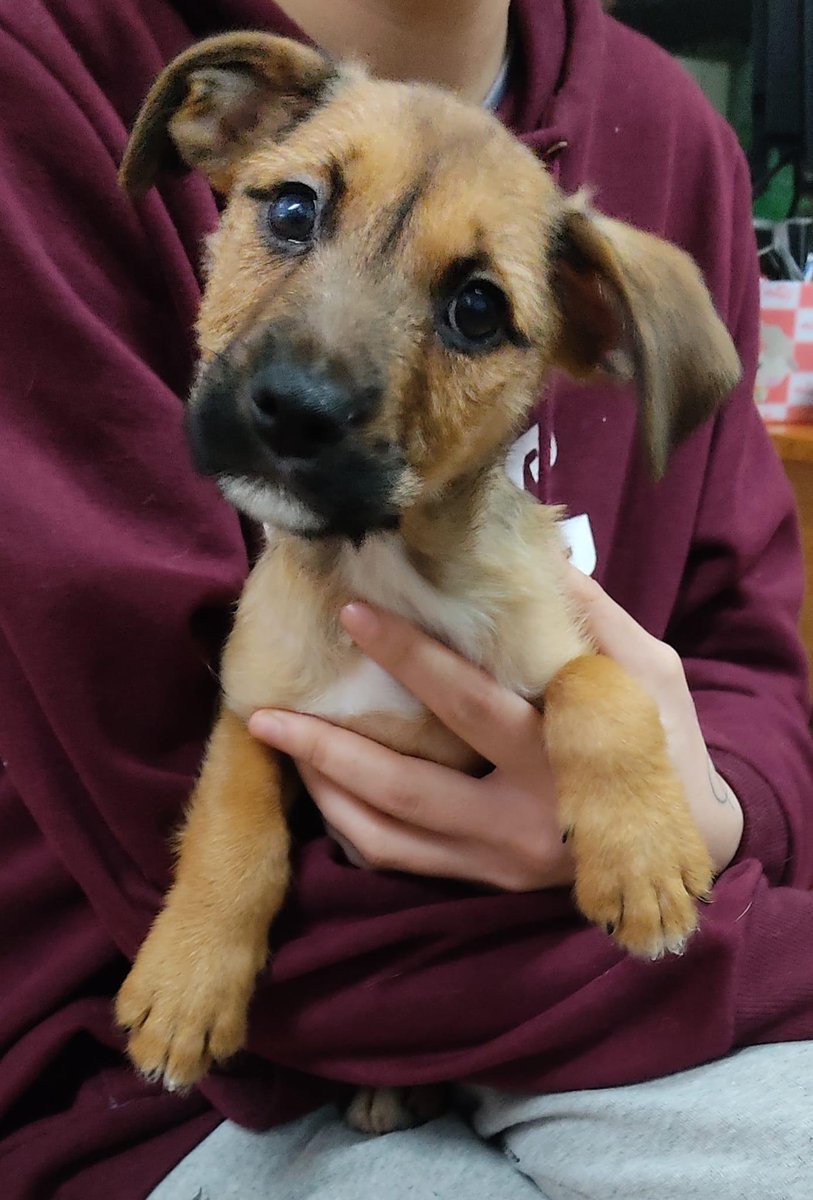 Uve busca familia. Será de tamaño mediano sobre 18 kg. Está en A Coruña. Telf 636539779