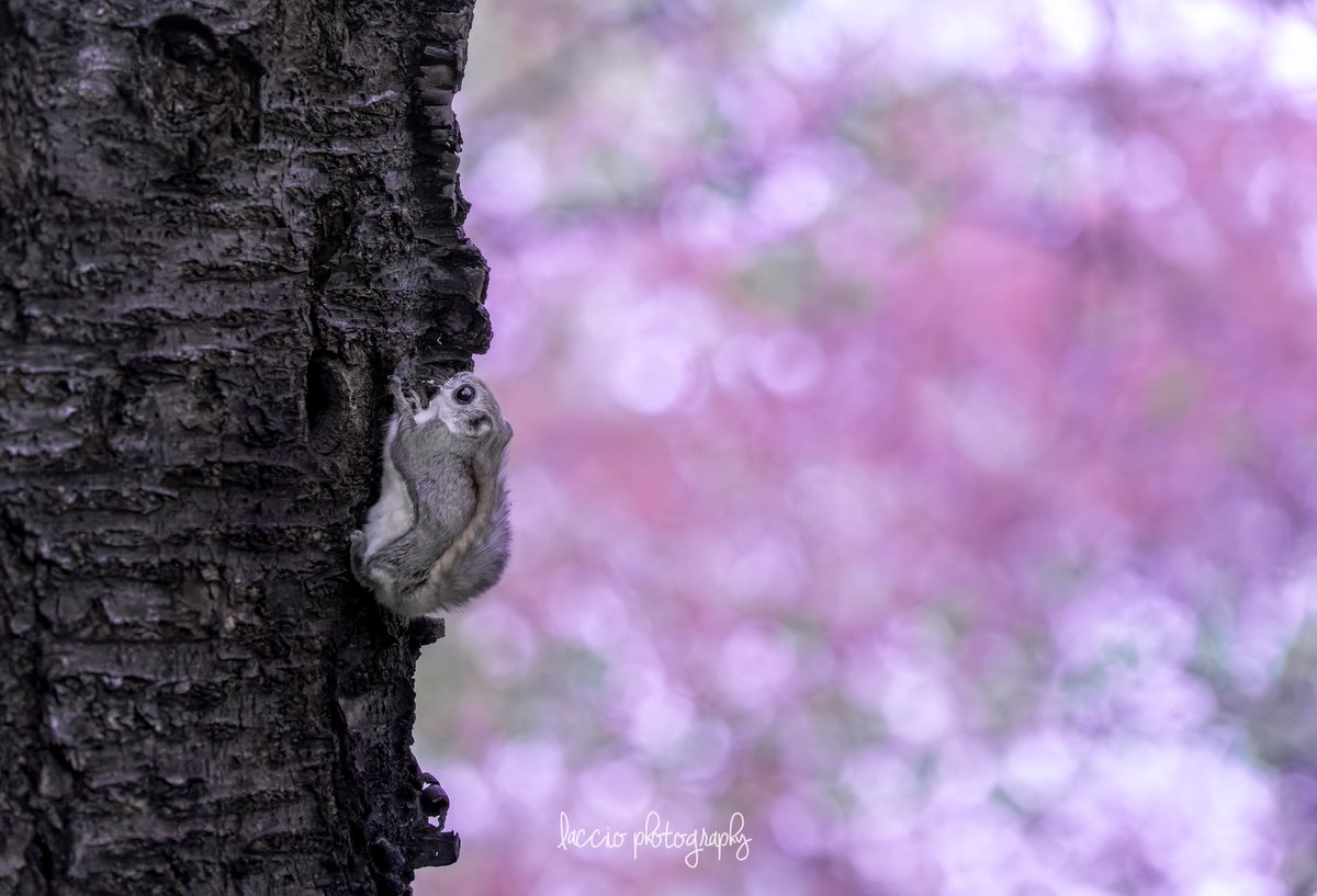 akirasato1019's tweet photo. 第70回ニッコールフォトコンテスト
ネイチャー部門にて特選🥉をいただきました

Nikonのカメラを愛するボクにとって、ニコンのフォトコンはとっても入りたかったフォトコンテスト😊

大好きなエゾモモンガで受賞をいただきました
タイトルは花朝風月です

#東京カメラ部
#ニッコールフォトコンテスト https://t.co/DEScEUgyRa