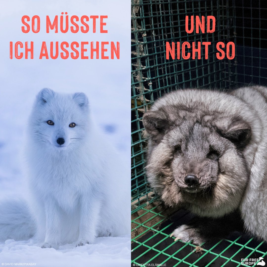 tierschutz_bund's tweet photo. 😢 Auf finnischen #Pelzfarmen werden #Polarfüchse auf eine extreme Größe und damit viel Fell gezüchtet. Mit 20 kg vegetieren sie fast regungslos vor sich hin. Ein wilder #Polarfuchs wiegt nur 3-4 kg.

✍️ Bitte unterschreibt für ein EU-weites #Pelz-Verbot: https://t.co/cq9rAhuGbx https://t.co/GgMvG19cjL