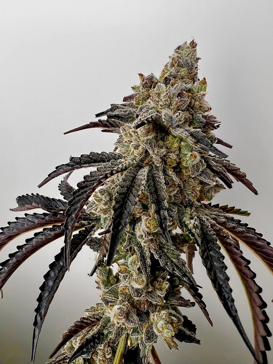 exoticgenetix's tweet photo. Let’s kick off MJ Bizcon week with a #giveaway! This round will be for a pack of Quikz from https://t.co/5WijyxTR5F!

🚨Rules… 
• Follow @exoticgenetix 
• Like + Retweet
• Tag 3 friends 

🎉 I’ll announce a winner in 48 hours! Good luck!🤙🏼#exoticgenetix #itsalifestyle https://t.co/Nr5UT0R3Su