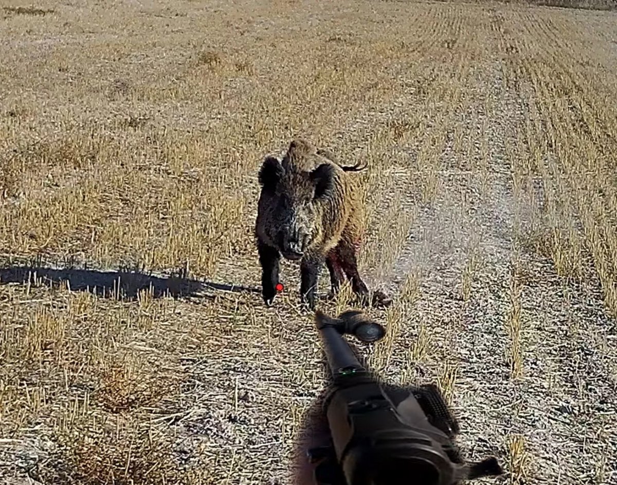 okaysahin_'s tweet photo. Yeni video yayında dostlar.
Herkese rasgele

Linke tıklayarak izleyebilirsiniz. 👇

https://t.co/w9Bilnmesm

@huglukooperatif
#okaysahin #av #domuzavı #hunt #Hunter #wildboar #huglu https://t.co/Xu73ZVp72r