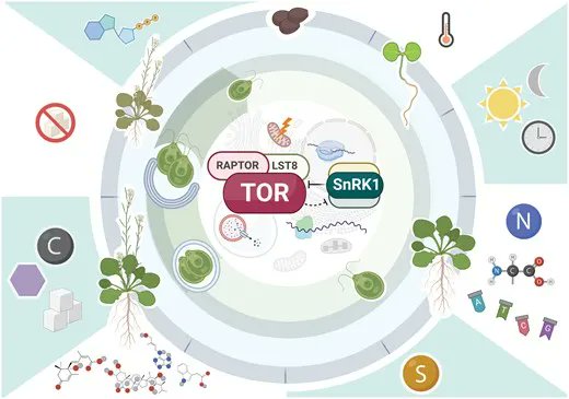JXB @jxbotany.bsky.social (@jxbot) on Twitter photo #TOR Special Issue Editorial: Growing of the TOR world: bit.ly/3UvPOiR
<a href="/rossana_biology/">Rossana Henriques</a> Maria Juliana Calderan-Rodrigues <a href="/ChlamyAutophagy/">Crespo lab</a> <a href="/EBaena_Gonzalez/">Elena Baena-González</a> <a href="/Caldanalab/">Caldana Lab</a> #TOR Special Issue Editorial: Growing of the TOR world: bit.ly/3UvPOiR
<a href="/rossana_biology/">Rossana Henriques</a> Maria Juliana Calderan-Rodrigues <a href="/ChlamyAutophagy/">Crespo lab</a> <a href="/EBaena_Gonzalez/">Elena Baena-González</a> <a href="/Caldanalab/">Caldana Lab</a>