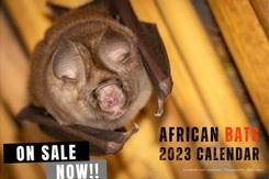bats_w_borders's tweet photo. Our stunning 2023 #calendars are flying off the shelf! π¦ Grab your copy today and help fund a human-bat interaction project in #Zambia working with communities near important large fruit bat roosts https://t.co/cJD3DMsP6e
#charitytuesday #LoveBats #SaveBats #AfricanBats #bats https://t.co/oju8CeDP9e