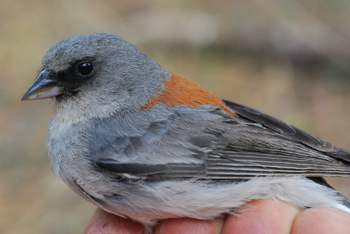JaviSala5's tweet photo. Magníficas jornadas en el #CEO25 con @borjamila y @brbbfreitas en Menorca. Contento de haber podido compartir nuestros resultados sobre la fascinante radiación del 'dark-eyed junco'. Muchas gracias a @SEO_BirdLife y a todos sus participantes por todo lo aprendido estos días. https://t.co/724ksqSywO