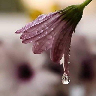لا اقبلت لك ضامي لوصلك وارتجي
وشلون اعود مثل ماقبلت بضماي .