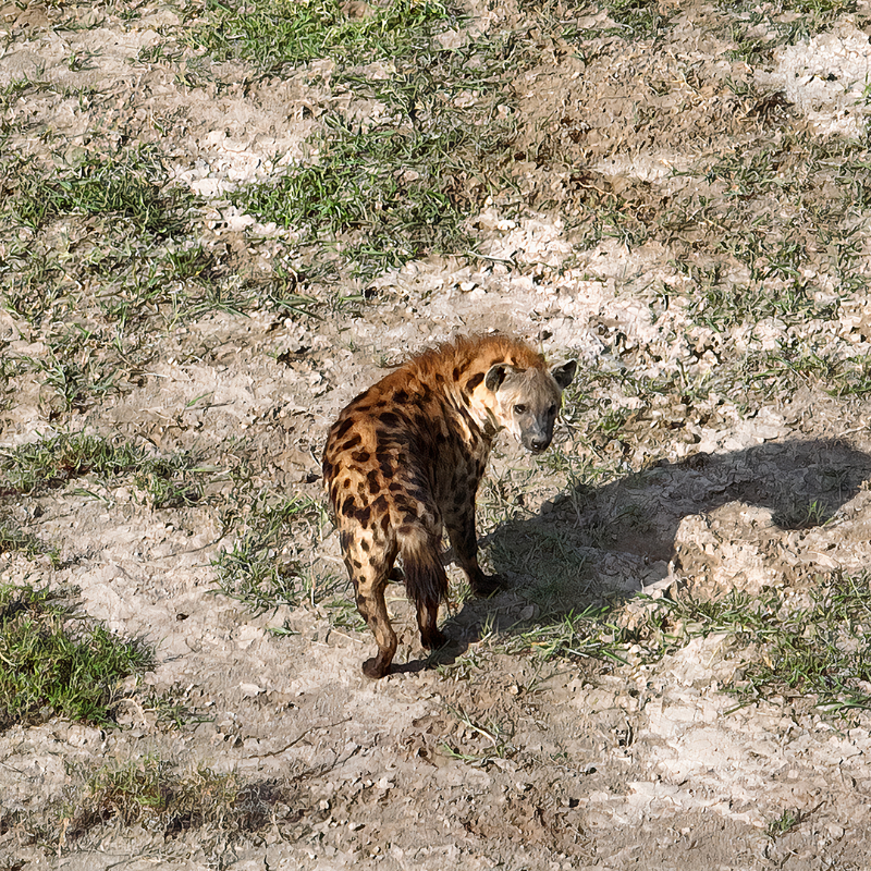 gorillacd's tweet photo. Les #hyènes sont des chasseuses, ciblant les animaux faibles dans les troupeaux de #gnous et d'antilopes, les poursuivant sur de longues distances jusqu'à épuisement. Partie intégrante des #écosystèmes africains, elles sont l'un des principaux prédateurs de la vallée d'Ishasha. https://t.co/5CFNYpm4LT