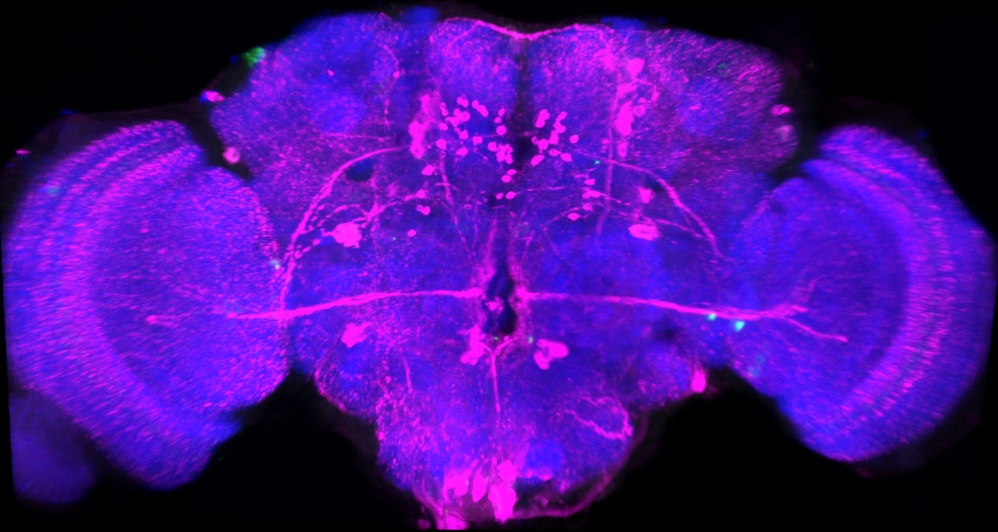 📢 Please RT
Join our #fly neuroscience lab.

4 year fully funded #phD fellowship to study how animals make decisions during conflicting situations. #neuroscience  #drosophila 

Deadline 20th Jan
Get in touch with questions. 

warwick.ac.uk/fac/cross_fac/…