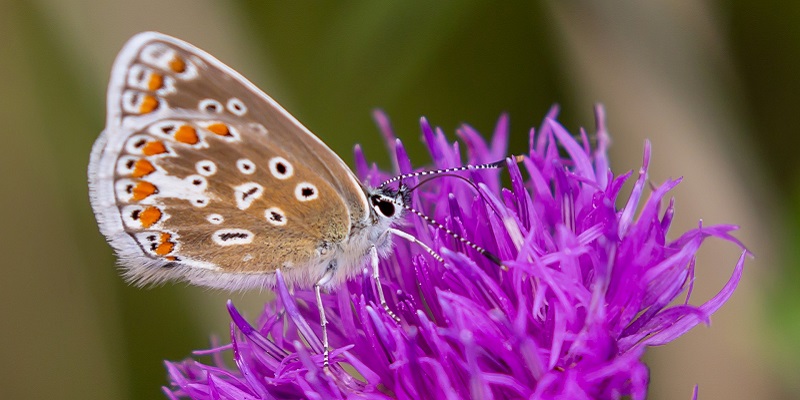 Leverhulme Centre for Anthropocene Biodiversity tweet media