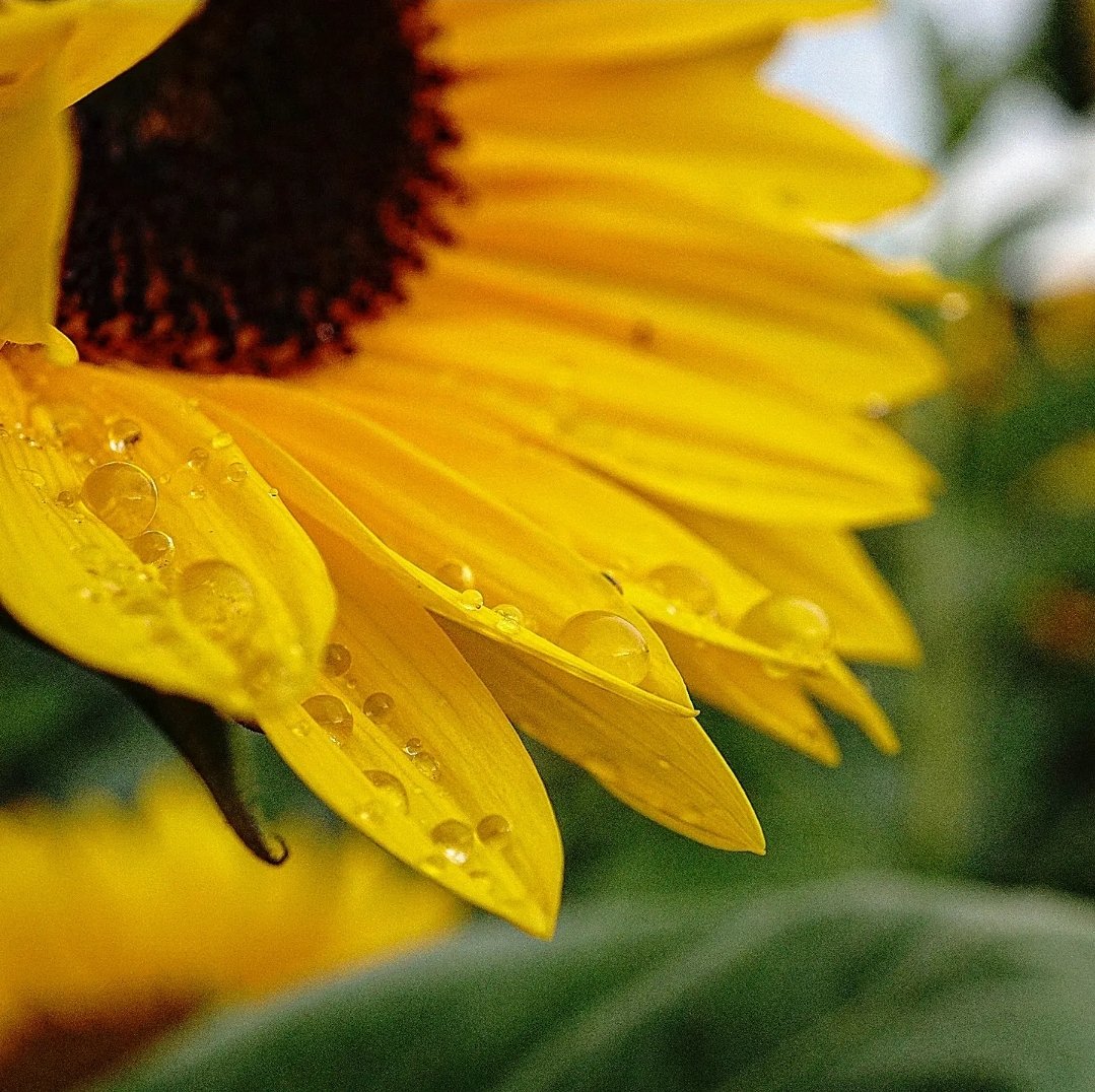 KarissasKapture's tweet photo. Precious moments are like a dew drop. Cherish them before they disappear with the morning sun.
#KarissasKaptures #Sunfower🌻 #DewDrop #NjrMeetup #MacroPhotography #BestOfUsa_Seasons #NewJersey #HollandRidgeFarms #sunflowerfield #FlowerPhotography #bestofusa_macro https://t.co/Z49ZKABMGC