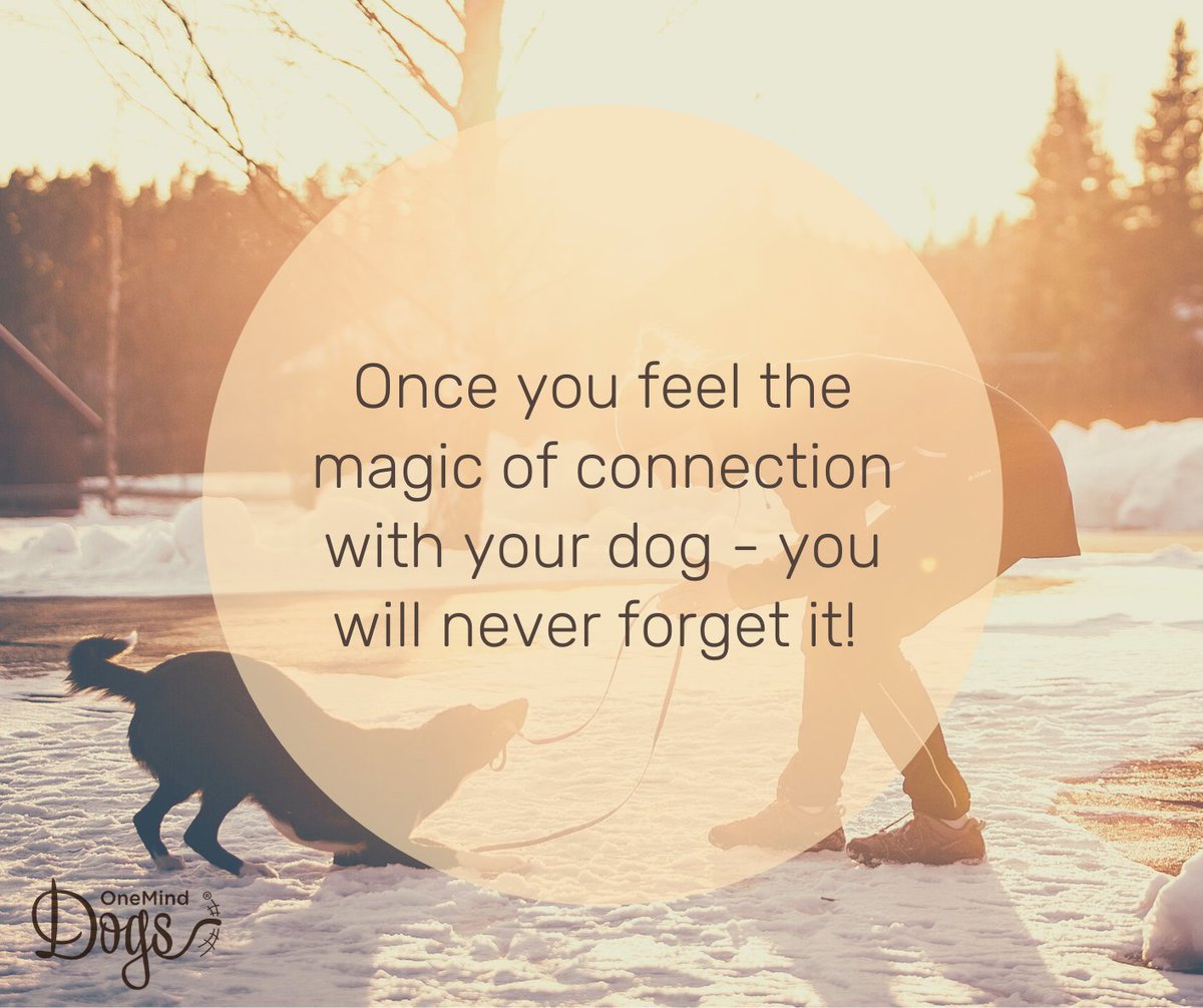 OneMindDogs's tweet image. Have you been lucky enough to experience a magical connection with your dog?

Tell us about it below! 👇

#oneminddogs #magicalconnection #doitfordogs