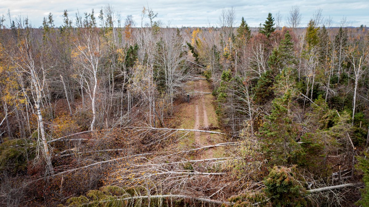 CBCshaner's tweet photo. There are stretches of the Confederation trail not accessible since Fiona. I know local groups are working hard to open them up but its going to be a huge task.  #PEI #dronephotography https://t.co/8U6Iyx0e7C