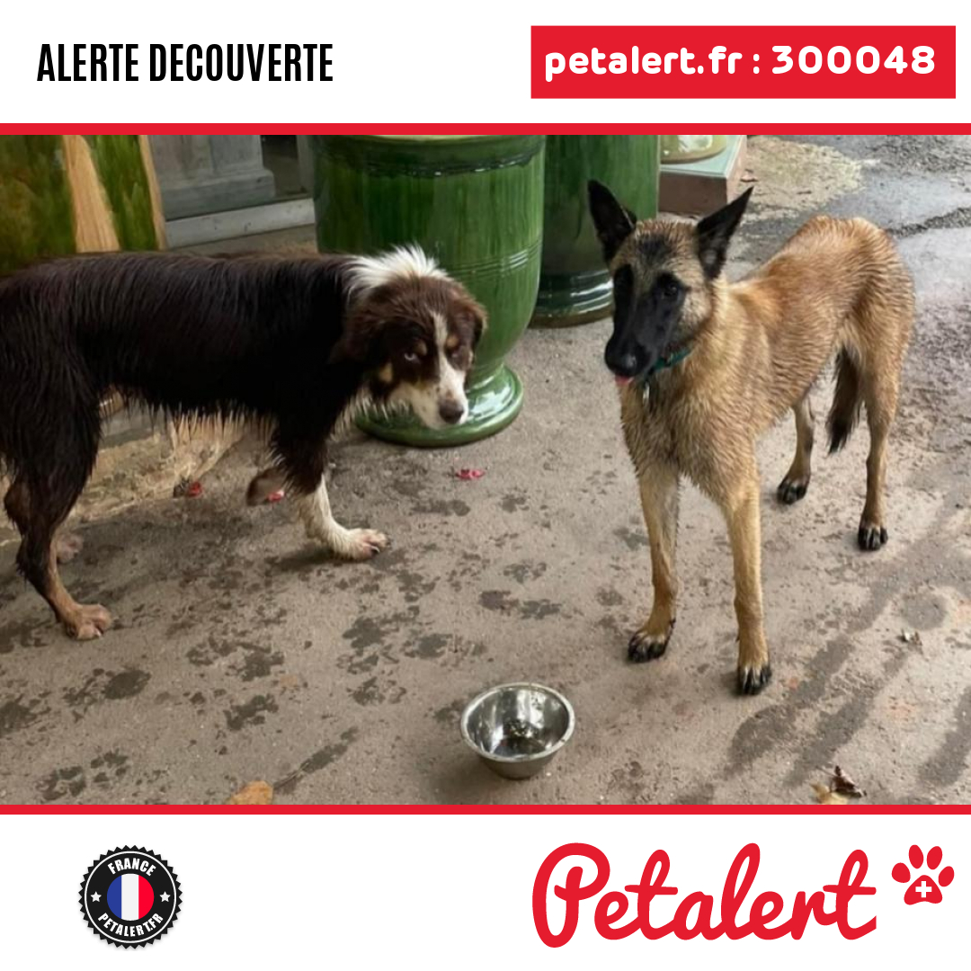 petalert_france's tweet photo. Trouvé #Chien #Gard #Lezan #Petalert #PetAlert30 / https://t.co/D25t2Nweh3 https://t.co/mOAoGmTzCr