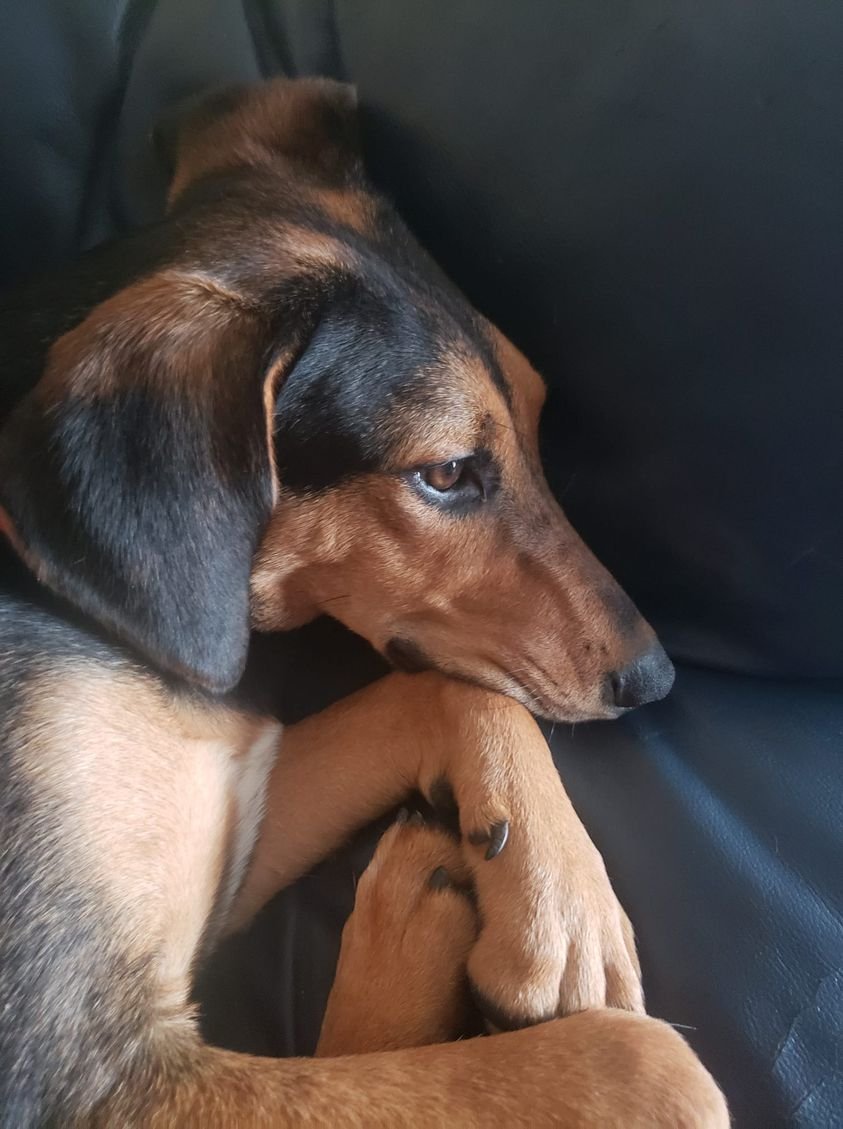 My soulful rescue dog makes a great timeline cleanser...