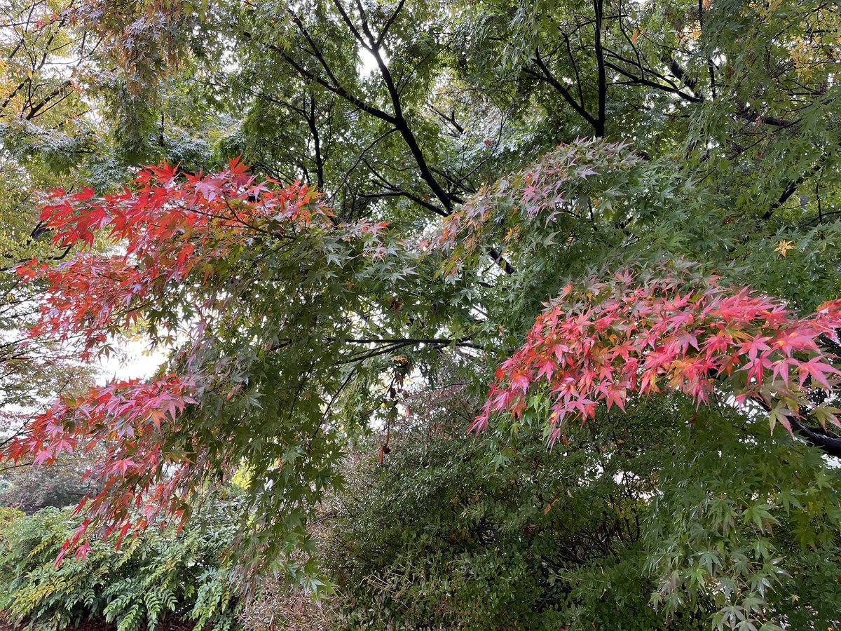 ReginaRed's tweet photo. From today’s home office lunch walk in the park: the red leaves businesses has started 🍁 and these very colorful guys (no filters applied) are apparently “beauty berries” callicarpa japonica - very stunning violet and pink 😍 https://t.co/YO8gm9zkta