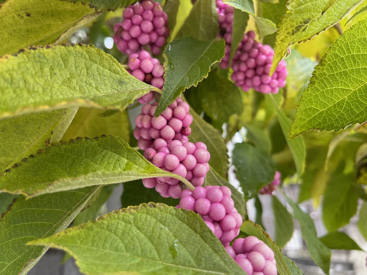 ReginaRed's tweet photo. From today’s home office lunch walk in the park: the red leaves businesses has started 🍁 and these very colorful guys (no filters applied) are apparently “beauty berries” callicarpa japonica - very stunning violet and pink 😍 https://t.co/YO8gm9zkta