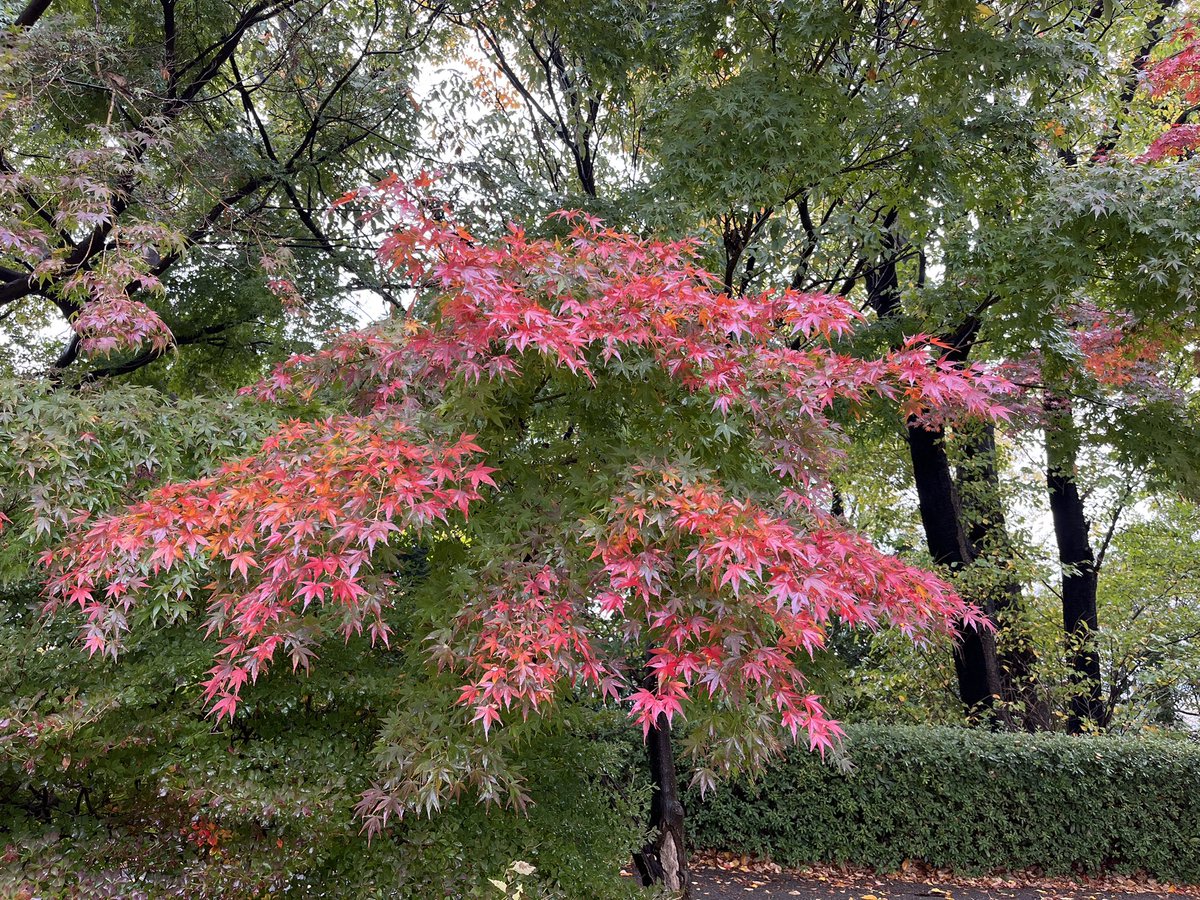 ReginaRed's tweet photo. From today’s home office lunch walk in the park: the red leaves businesses has started 🍁 and these very colorful guys (no filters applied) are apparently “beauty berries” callicarpa japonica - very stunning violet and pink 😍 https://t.co/YO8gm9zkta