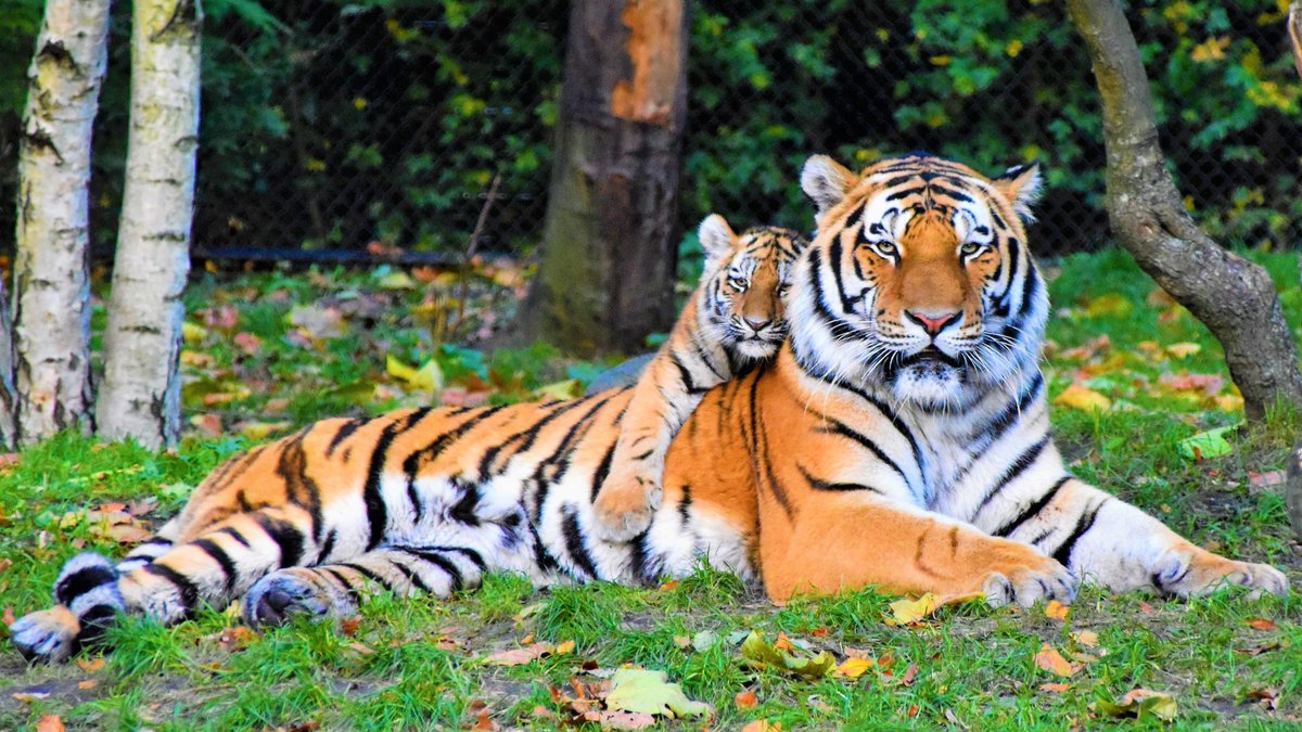 LMPositif's tweet photo. 🇳🇵Au Népal, le nombre de tigres sauvages a triplé en 10 ans. Cette augmentation est notamment due à la mise en place de politiques pour la protection des espèces et la lutte contre le braconnage ! 🐯 https://t.co/rsiaxeSmCG