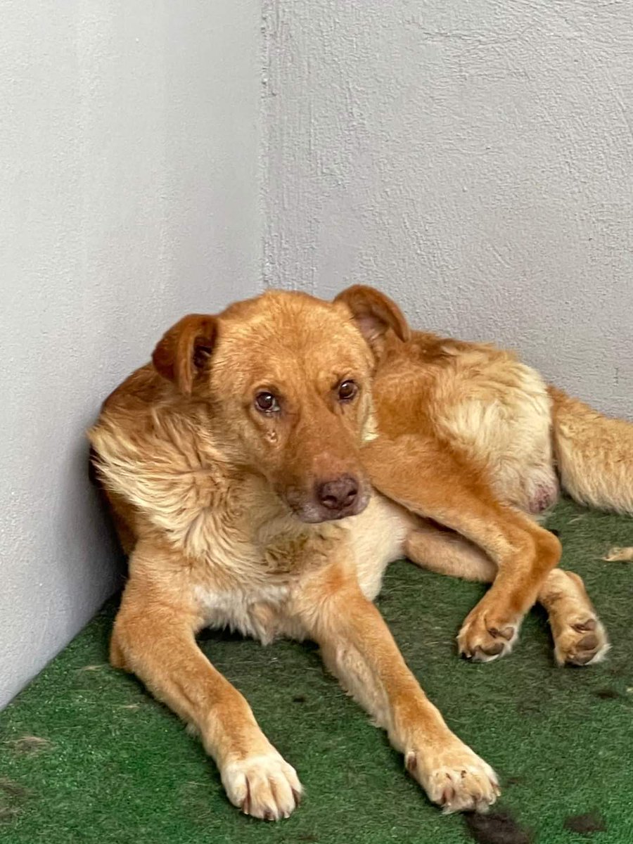 SaveAKSDog's tweet photo. WE NEED YOUR #help TO RAISE FUNDS? ๐
A wonderful lady has offered to #Foster #Marley , who is a #cancersurvivor , & lovely older boy #Raldo , who had been abused.
Pls retweet ๐ฅฐ & #donate
(if you can):
https://t.co/byrfmKCvqg
#MondayMotivation #mondaythoughts #tuesdayvibe https://t.co/UHhmS60rFl
