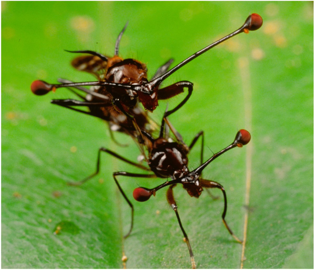 Very excited to be awarded a @NERCscience #ExploringFrontiers grant with @andrew_pom to study the genomics and evolution of honest signals in #stalkeyedflies using #singlecellRNAseq. Postdoc position will be advertised soon but informal enquires very welcome now! @EEB_Sheffield