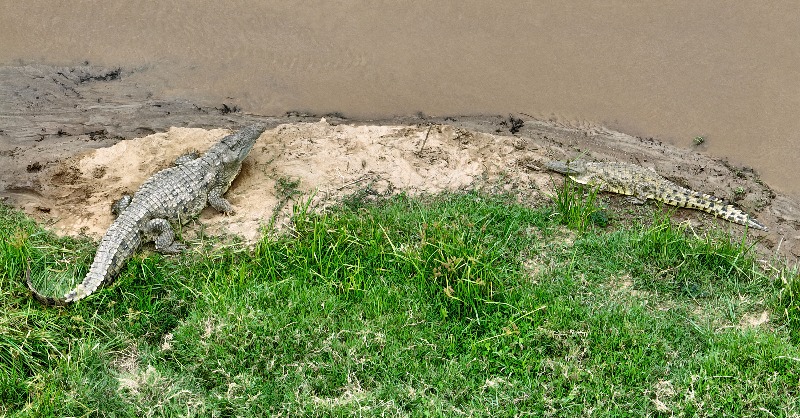 gorillacd's tweet photo. En embuscade, les #crocodiles profitent du grand nombre de proies, comme les #antilopes et les #buffles, qui migrent à travers la rivière Ishasha dans la zone protégée transfrontalière de la vallée d'Ishasha. La rivière forme une frontière naturelle entre la #RDC et l'Ouganda. https://t.co/WHx03pcQNJ