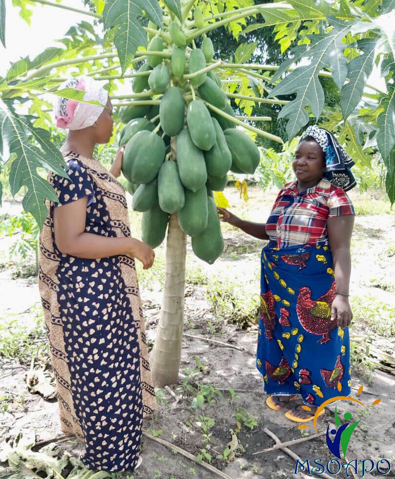 msoapomtwara's tweet photo. Afisa mradi wa kujenga uchumi na jinsia kutoka shirika la # Msoapo nd.Jamila Hakika akiwa ameambatana na viongozi kutoka #SwissAid wakiwa wametembelea kikundi cha Naonyo ,kinachojishugulisha na kilimo cha bustani ya mboga mboga na matunda yakiwemo mapapai.
@SWISSAID_Tz https://t.co/UbndcMQaC2