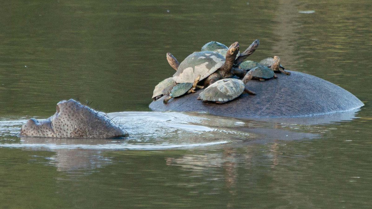 Turtles on a hippo! 🐢🦛 A beautiful snapshot of the wildlife in <a href="/NambitiReserve/">Nambiti Private Game Reserve</a> living in complete harmony! 💚

#visithomestead #thehomestead #turtles #hippos #wildlifephotography #luxurytravel #luxurysafari #africansafari #southafrica #nambiti