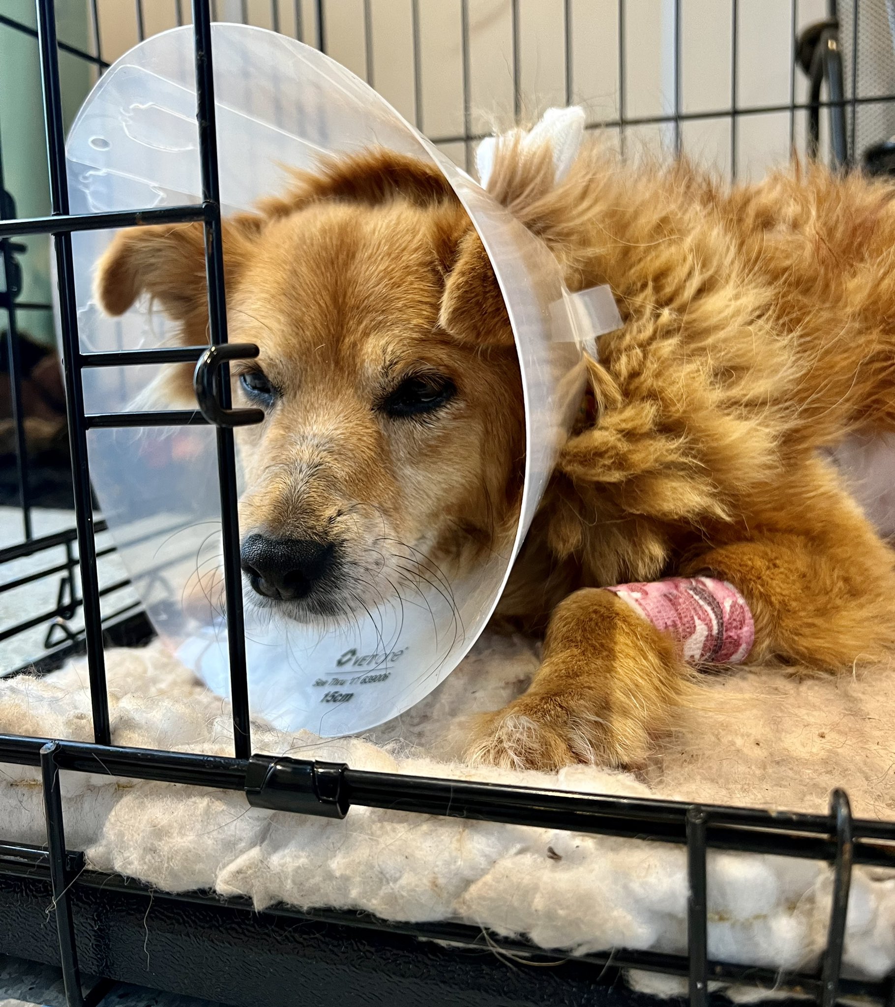 How Long Does It Take For Dog Biopsy Results