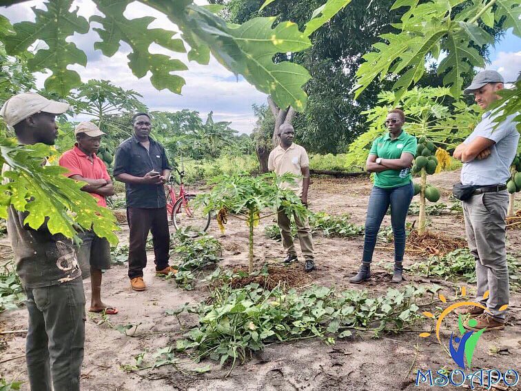 msoapomtwara's tweet photo. Viongozi #Msoapo na @SWISSAID_Tz tumeambatana tukiwa tumetembelea #kikundi cha kilimo cha bustani ya mboga mboga na matunda kinachosimamiwa na #Msoapo chini ya ufadhiri wa shirika la @swissaidtanzania ,kilichopo #Kijiji cha #Manamawa kata ya #Dihimba #Mtwara Vijijini . https://t.co/2HBjAB3Nst