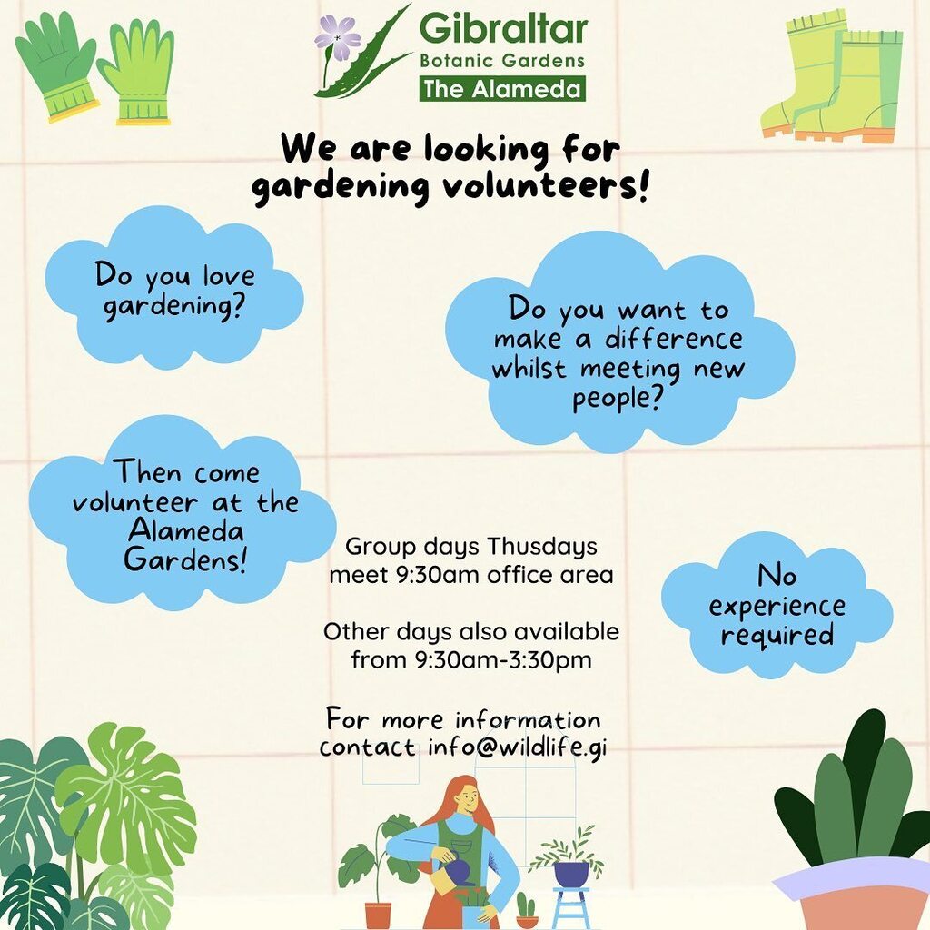We are looking for gardening volunteers! Do you have time to spare, enjoy being outdoors surrounded by nature and want to make a difference? Come volunteer at the Gibraltar Botanic Gardens! It’s also a great way to meet like minded people. No gardening… instagr.am/p/Ck-rGcvrEsU/