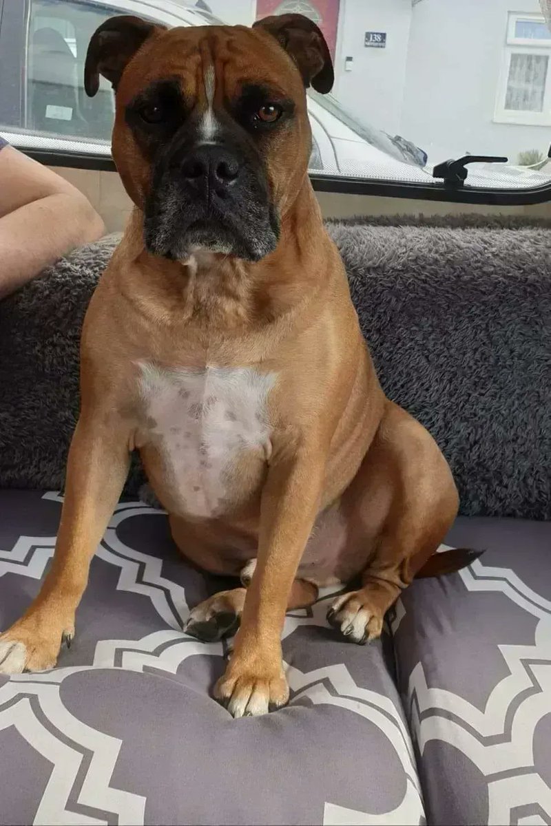 Rudi is a lovely boy who needs to know you before he trusts, so anyone localish to Southampton?  Details findingfureverhomes.org.uk/dogs/rudi-fost…