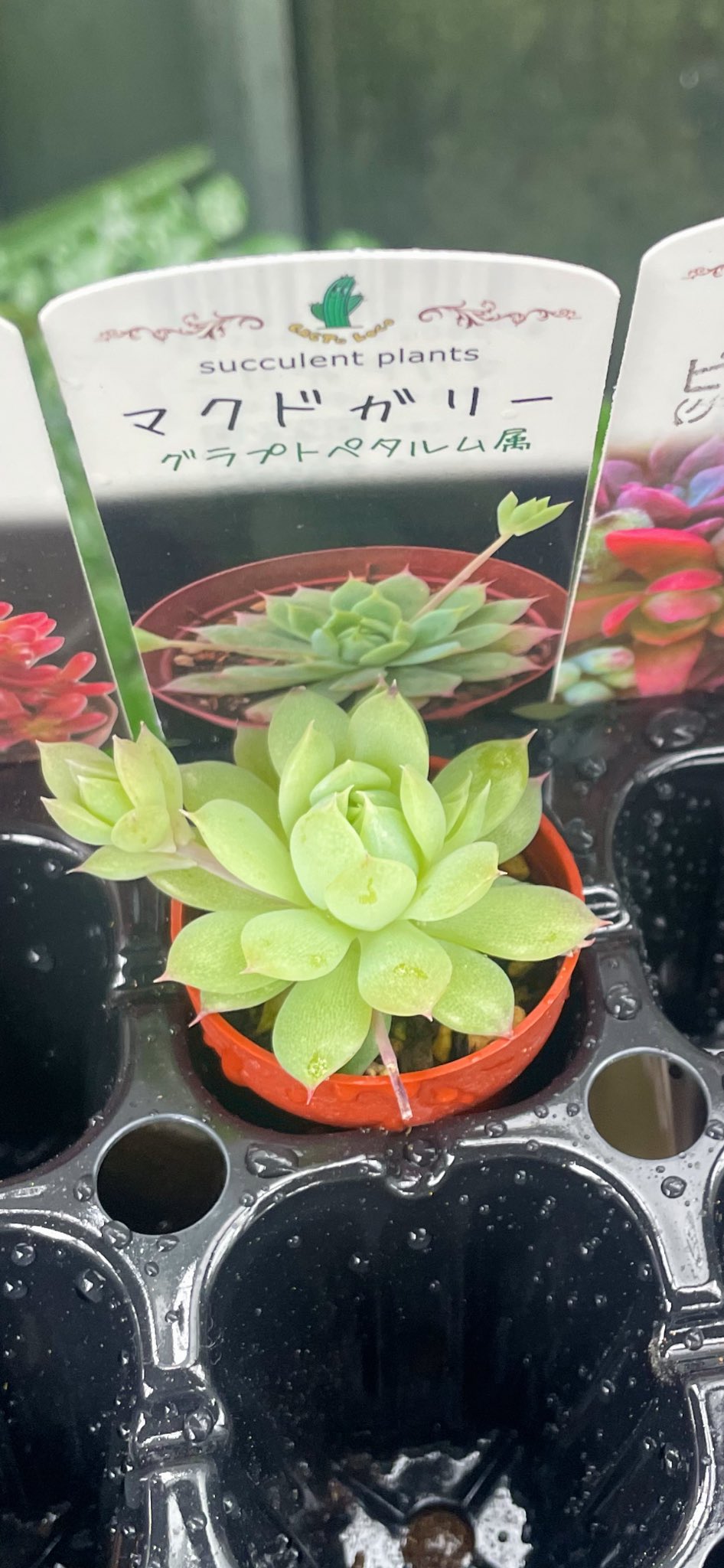 札付き♥️ラコロ✕ノバヒネリアナ✨ 藍 (@aiiroaiiro) / X