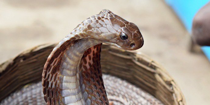 В Индии 8-летнего мальчика укусила кобра, а тот укусил ее в отместку — змея умерла, пишет Live Science. Ему самому повезло — животное совершило редкий «сухой укус», не содержащий яда. tech.onliner.by/2022/11/15/v-i…