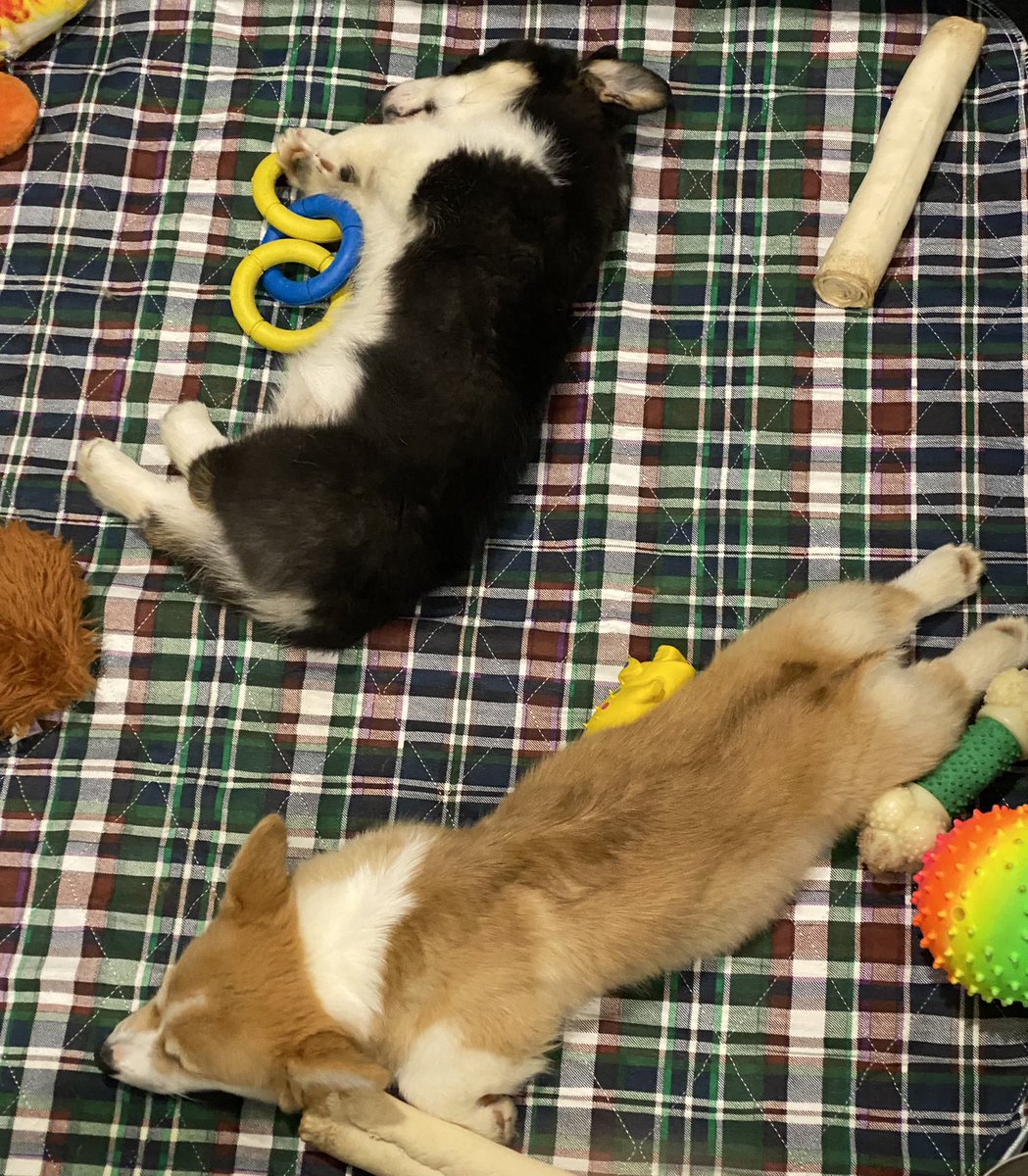 Today I am going to write. But also play with puppies. Because, well, puppies. #corgi