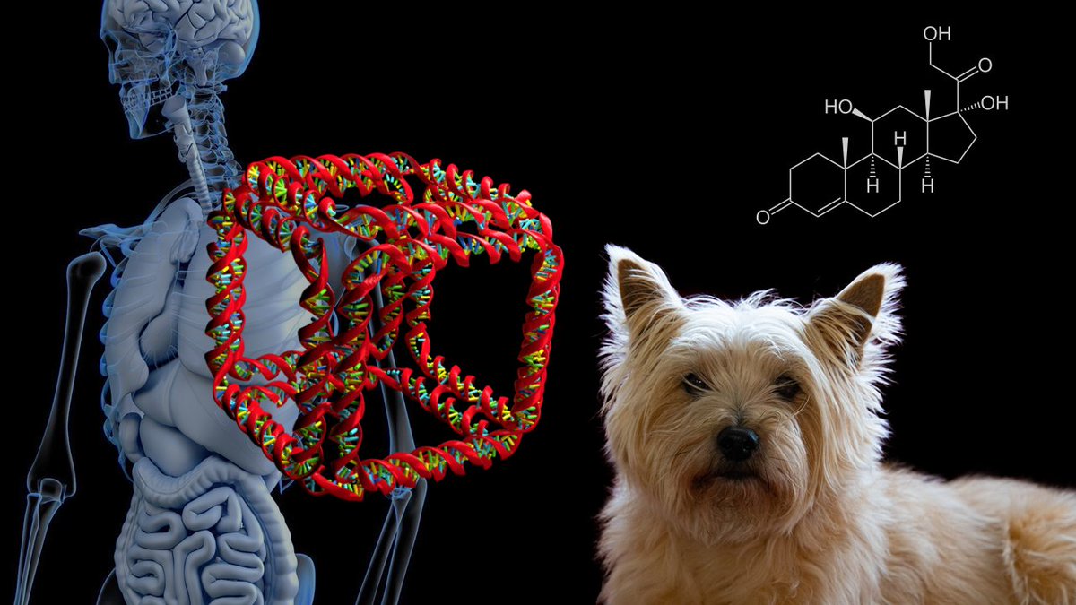 Katherine Dunn (@kdunnresearch) on Twitter photo New PhD vacancy: DNA nanotech for multiplexed quantification of steroid hormones & other biomarkers - for animal & human health. Opportunity to work with me, <a href="/MellanbyRichard/">Richard Mellanby</a>, <a href="/RuthAndrewMSEd/">Ruth Andrew</a> and <a href="/zinghomer/">Natalie Homer</a> in <a href="/PrecisionMedPhD/">PrecisionMed_PhD</a> programme. Please share! findaphd.com/phds/project/p… New PhD vacancy: DNA nanotech for multiplexed quantification of steroid hormones & other biomarkers - for animal & human health. Opportunity to work with me, <a href="/MellanbyRichard/">Richard Mellanby</a>, <a href="/RuthAndrewMSEd/">Ruth Andrew</a> and <a href="/zinghomer/">Natalie Homer</a> in <a href="/PrecisionMedPhD/">PrecisionMed_PhD</a> programme. Please share! findaphd.com/phds/project/p…