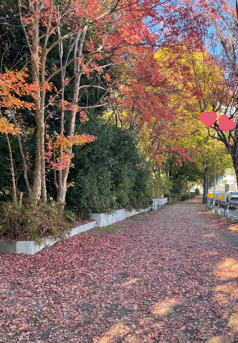 わたしも紅葉みたおそろだね(◜ᴗ◝ )🍁