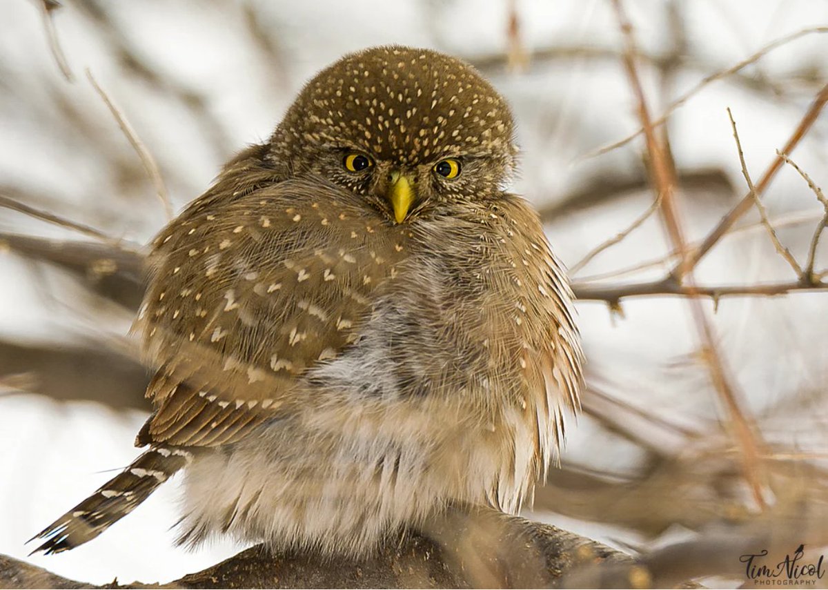 It's a perfect shot for this week's Photo Award theme 'Raptors'. Here we have a Northern Pygmy Owl captured by Tim Nicol in WA, USA. #Didyouknow #wildbirds #birds #wildlifepic #wildlife #bestbirdshots #wildbirdphotography